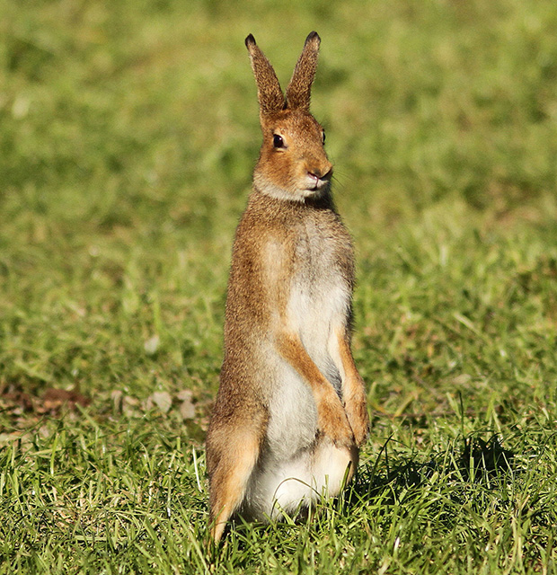 irish-hare-620